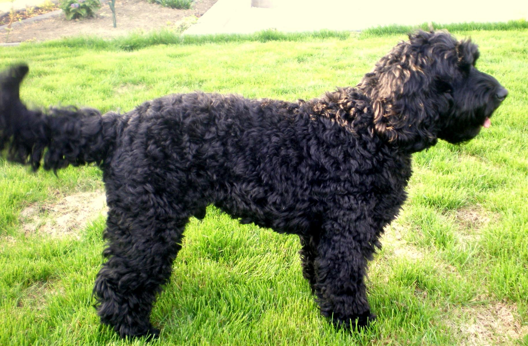 australian labradoodle